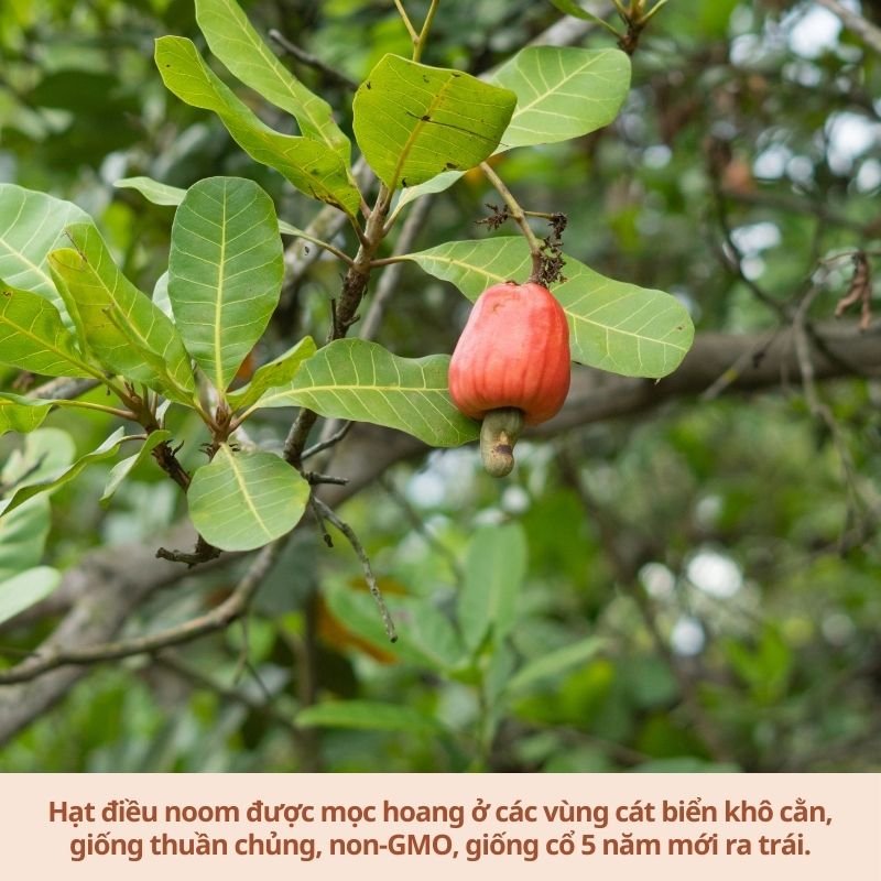 Nguyen lieu dau dieu ep lanh 3