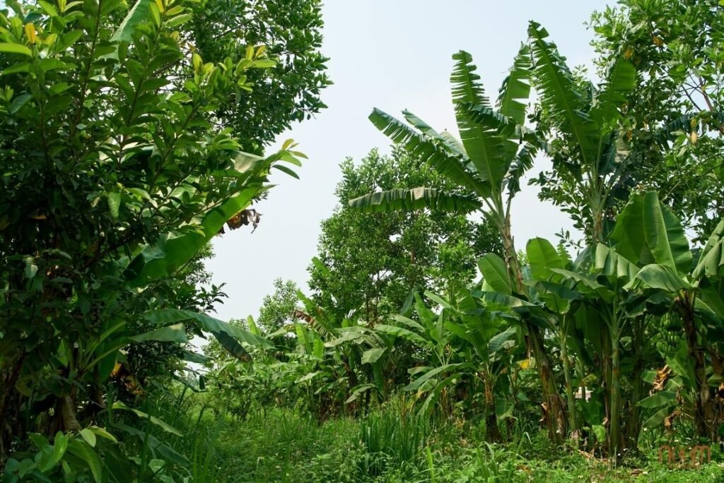Quality Standards Set for Sustainable Agricultural Practices and Production at Noom Food 4 One 500 sqm forest garden module with two rows of banana & eucalyptus pioneers plus fruit trees and annual vegetables. Maximizing and sharing canopy, light, biomass and nutrient benefits.