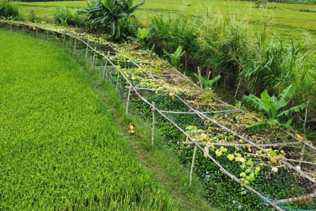 Quality Standards Set for Sustainable Agricultural Practices and Production at Noom Food 1 Ecological hedgerows nearly 10m wide, preventing chemical drift, seepage from outside while protecting and regenerating on-farm ecosystems and generating farmer income.