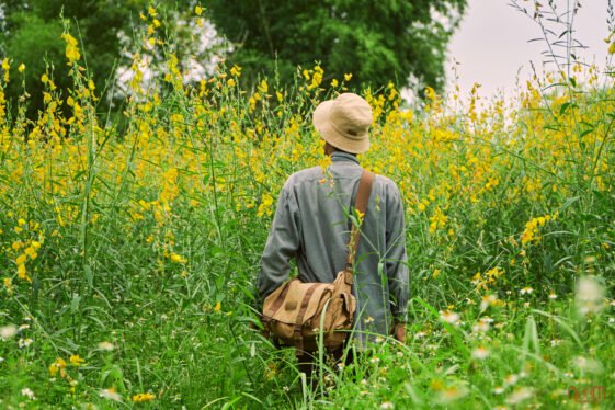 sunn hemp loài cây nuôi đất