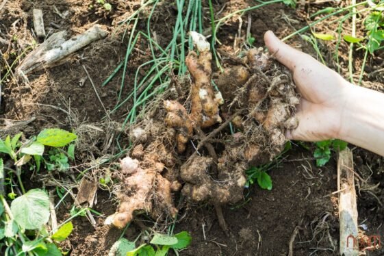 Giống Thuần Chủng Là Giống Có Tinh Túy Thiên Thời, Địa Lợi, Nhân Hoà 2 Gừng sẻ thuần chủng tại Tẫy Ch'ơm Tây Giang, Quảng Nam