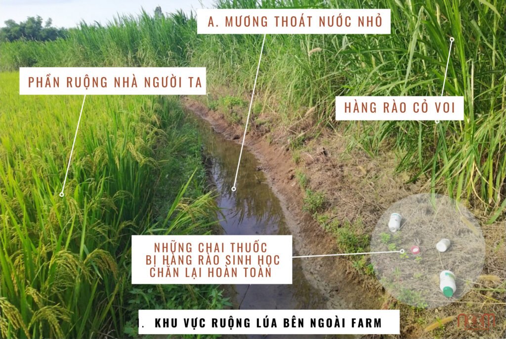 muong-nuoc-nho-trong-hang-rao-sinh-thai-1024x686-1 muong-nuoc-nho-trong-hang-rao-sinh-thai