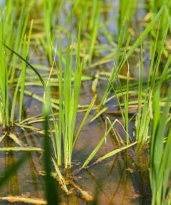 noom nep lut 210624 5.2