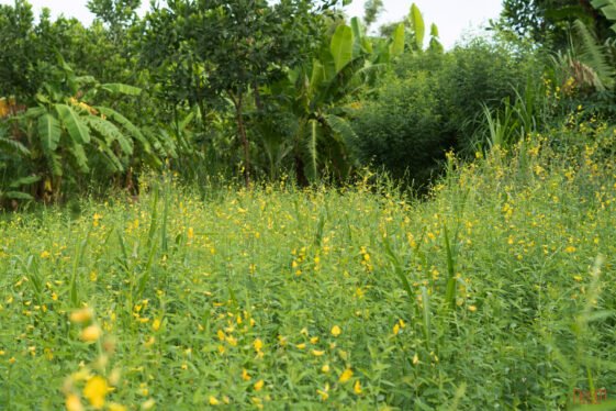 Sunn hemp cùng hoa màu