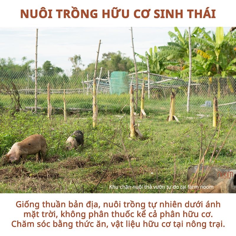 Chế Độ Ăn Eat Clean - Toàn Phần Địa Phương 3 Nuôi trồng hữu cơ sinh thái là yếu tố quan trọng để tạo ra nguyên liệu cho chế độ ăn uống bền vững