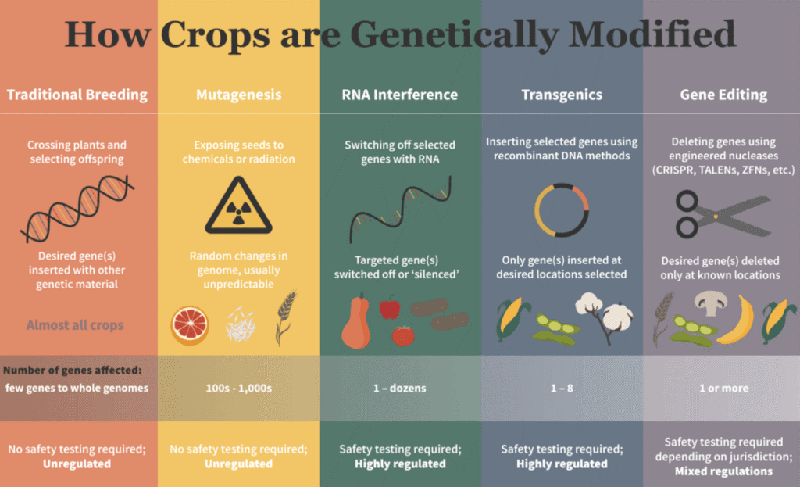 noom.blog .gmo .2 min