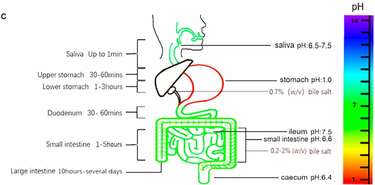 Hình 5: (C) Độ pH, muối mật và thời gian vận chuyển thức ăn trong đường tiêu hóa. 