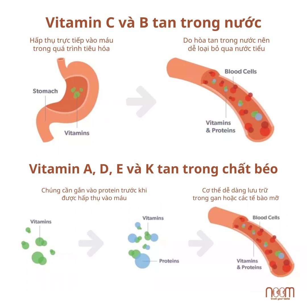 bổ sung vitamin & tính chất khác biết giữa các loại vitamin