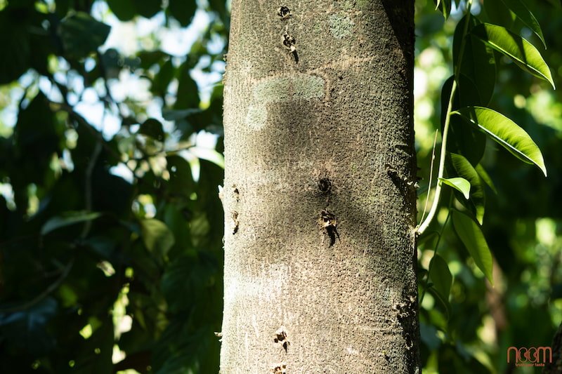 Nhang Trầm Hương Nguyên Chất