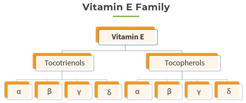 nhom vitamin E