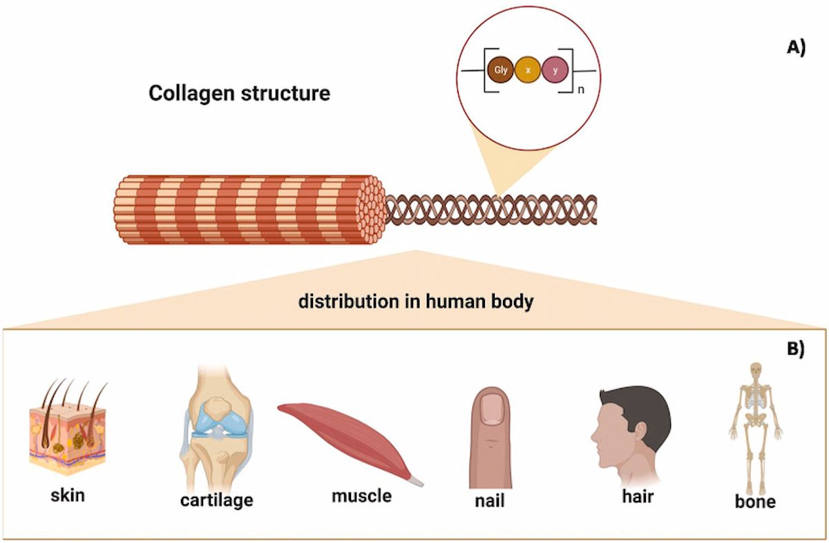 Uống Collagen Vô Dụng – Vậy Ăn Gì Đẹp Da? 2 Cấu trúc hóa học (A) và sự phân bố collagen trong cơ thể (B) (Nguồn: NCBI)